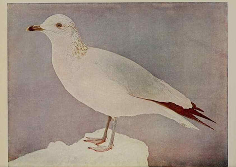 Reproducción/Reproduction 8342561213: Birds and nature in natural colors :. Chicago :A.W. Mumford, Publisher,1913-1914.