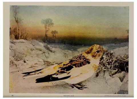 Reproducción/Reproduction 8343620568: Birds and nature in natural colors :. Chicago :A.W. Mumford, Publisher,1913-1914.