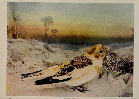 Reproducción/Reproduction 8343620568: Birds and nature in natural colors :. Chicago :A.W. Mumford, Publisher,1913-1914.