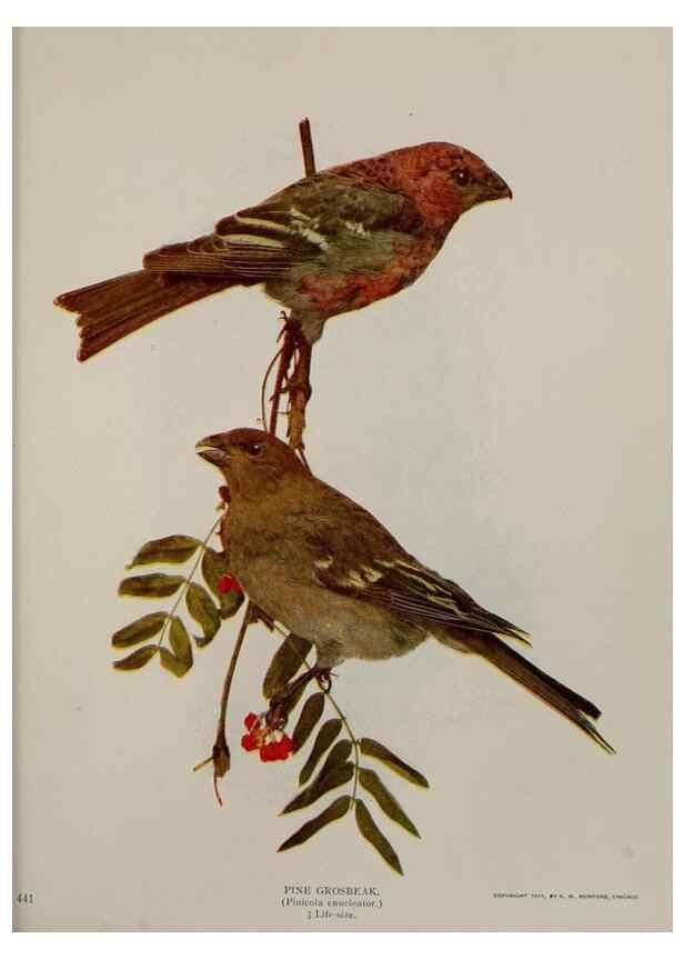 Reproducción/Reproduction 8343616422: Birds and nature in natural colors :. Chicago :A.W. Mumford, Publisher,1913-1914.