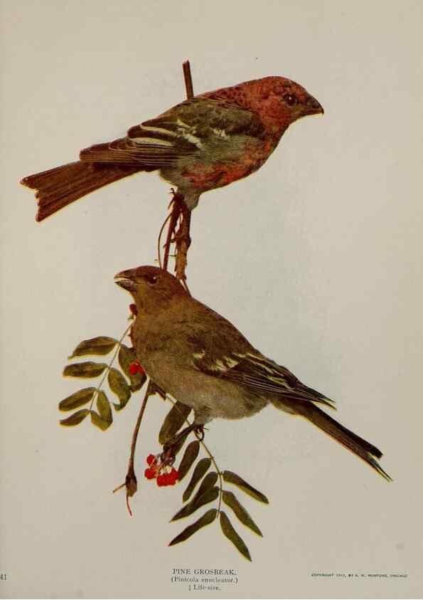 Reproducción/Reproduction 8343616422: Birds and nature in natural colors :. Chicago :A.W. Mumford, Publisher,1913-1914.