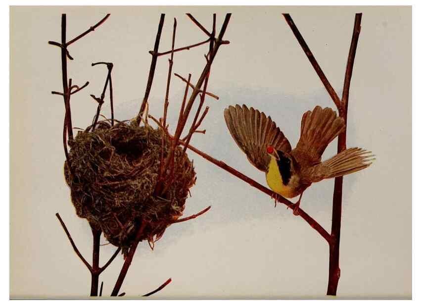 Reproducción/Reproduction 8343621026: Birds and nature in natural colors :. Chicago :A.W. Mumford, Publisher,1913-1914.