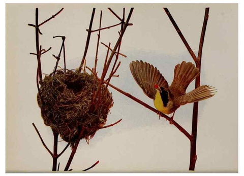 Reproducción/Reproduction 8343621026: Birds and nature in natural colors :. Chicago :A.W. Mumford, Publisher,1913-1914.