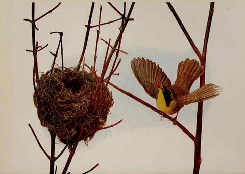 Reproducción/Reproduction 8343621026: Birds and nature in natural colors :. Chicago :A.W. Mumford, Publisher,1913-1914.