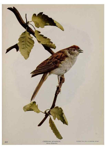 Reproducción/Reproduction 8343622542: Birds and nature in natural colors :. Chicago :A.W. Mumford, Publisher,1913-1914.