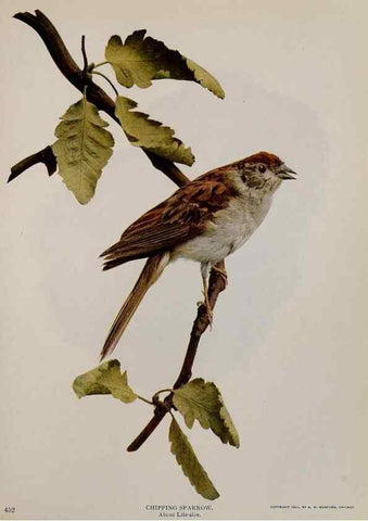 Reproducción/Reproduction 8343622542: Birds and nature in natural colors :. Chicago :A.W. Mumford, Publisher,1913-1914.