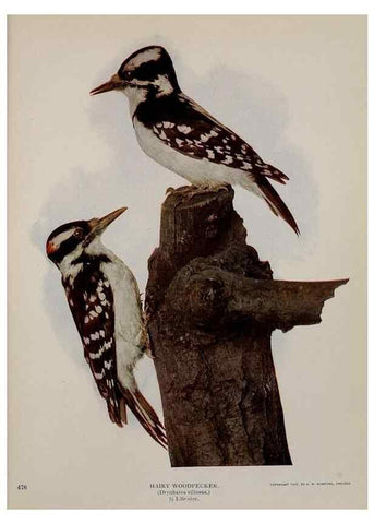 Reproducción/Reproduction 8342564329: Birds and nature in natural colors :. Chicago :A.W. Mumford, Publisher,1913-1914.