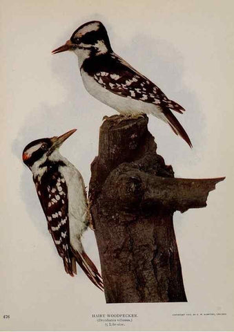 Reproducción/Reproduction 8342564329: Birds and nature in natural colors :. Chicago :A.W. Mumford, Publisher,1913-1914.