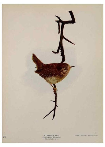 Reproducción/Reproduction 8343623604: Birds and nature in natural colors :. Chicago :A.W. Mumford, Publisher,1913-1914.