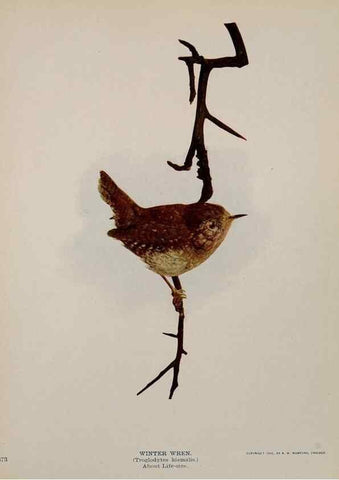 Reproducción/Reproduction 8343623604: Birds and nature in natural colors :. Chicago :A.W. Mumford, Publisher,1913-1914.