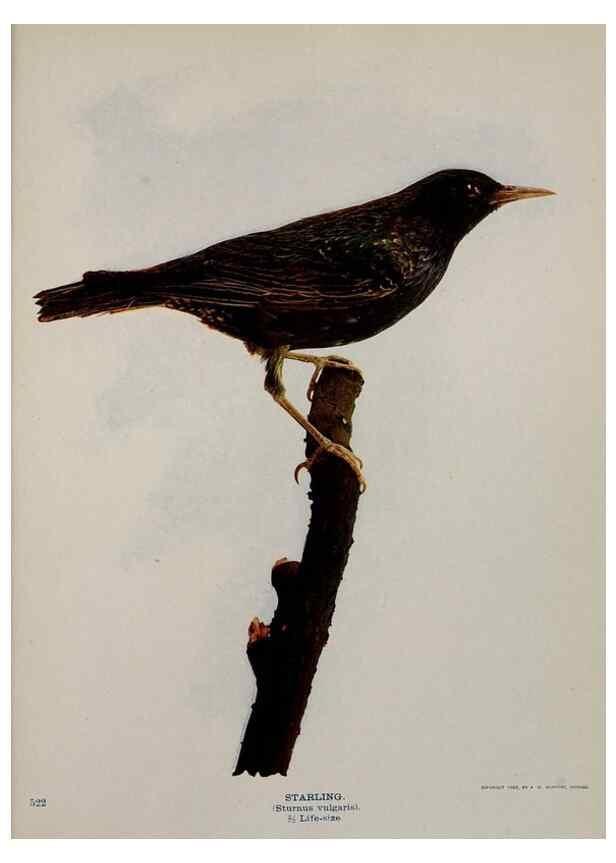 Reproducción/Reproduction 8343624140: Birds and nature in natural colors :. Chicago :A.W. Mumford, Publisher,1913-1914.