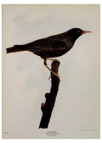 Reproducción/Reproduction 8343624140: Birds and nature in natural colors :. Chicago :A.W. Mumford, Publisher,1913-1914.