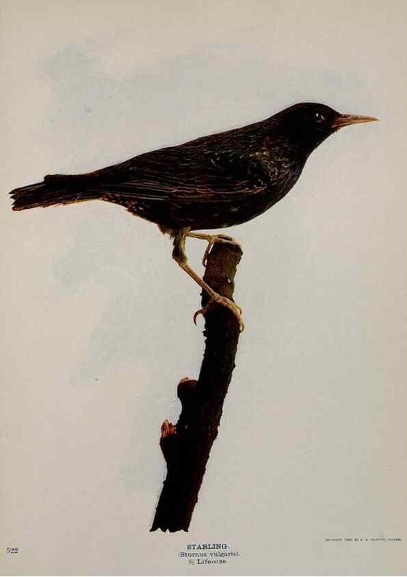 Reproducción/Reproduction 8343624140: Birds and nature in natural colors :. Chicago :A.W. Mumford, Publisher,1913-1914.