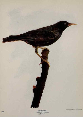 Reproducción/Reproduction 8343624140: Birds and nature in natural colors :. Chicago :A.W. Mumford, Publisher,1913-1914.