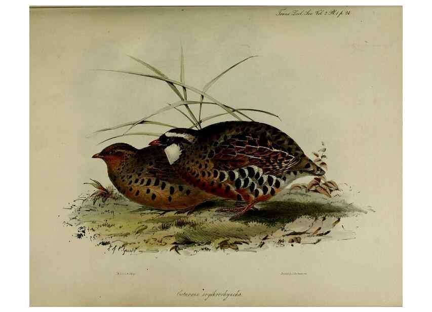 Reproducción/Reproduction 8346550196: Transactions of the Zoological Society of London.. [London] :Published for the Zoological Society of London by Academic Press