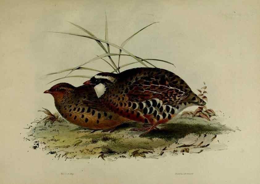 Reproducción/Reproduction 8346550196: Transactions of the Zoological Society of London.. [London] :Published for the Zoological Society of London by Academic Press