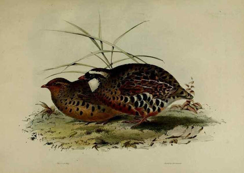 Reproducción/Reproduction 8346550196: Transactions of the Zoological Society of London.. [London] :Published for the Zoological Society of London by Academic Press