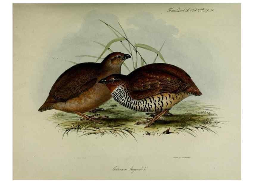 Reproducción/Reproduction 8345496221: Transactions of the Zoological Society of London.. [London] :Published for the Zoological Society of London by Academic Press