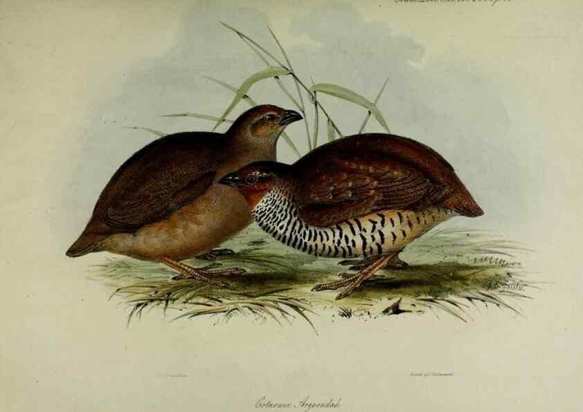 Reproducción/Reproduction 8345496221: Transactions of the Zoological Society of London.. [London] :Published for the Zoological Society of London by Academic Press