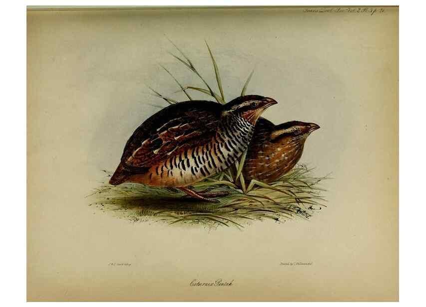 Reproducción/Reproduction 8345496777: Transactions of the Zoological Society of London.. [London] :Published for the Zoological Society of London by Academic Press