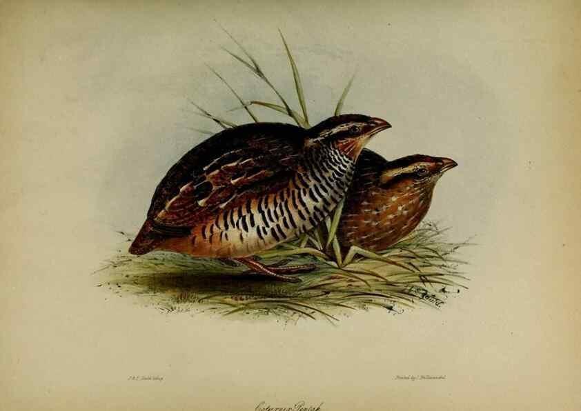 Reproducción/Reproduction 8345496777: Transactions of the Zoological Society of London.. [London] :Published for the Zoological Society of London by Academic Press