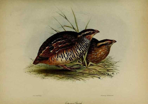Reproducción/Reproduction 8345496777: Transactions of the Zoological Society of London.. [London] :Published for the Zoological Society of London by Academic Press