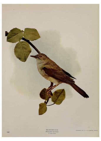 Reproducción/Reproduction 8342563053: Birds and nature in natural colors :. Chicago :A.W. Mumford, Publisher,1913-1914.