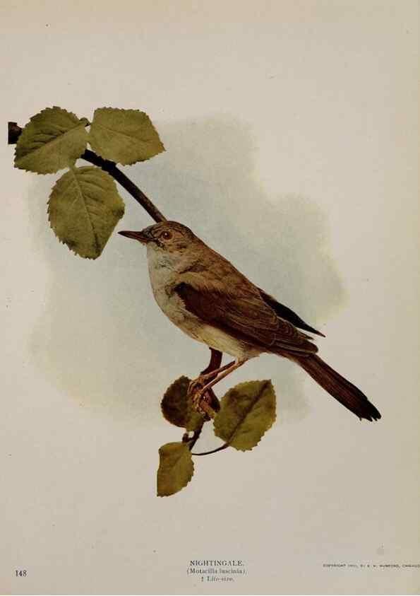 Reproducción/Reproduction 8342563053: Birds and nature in natural colors :. Chicago :A.W. Mumford, Publisher,1913-1914.