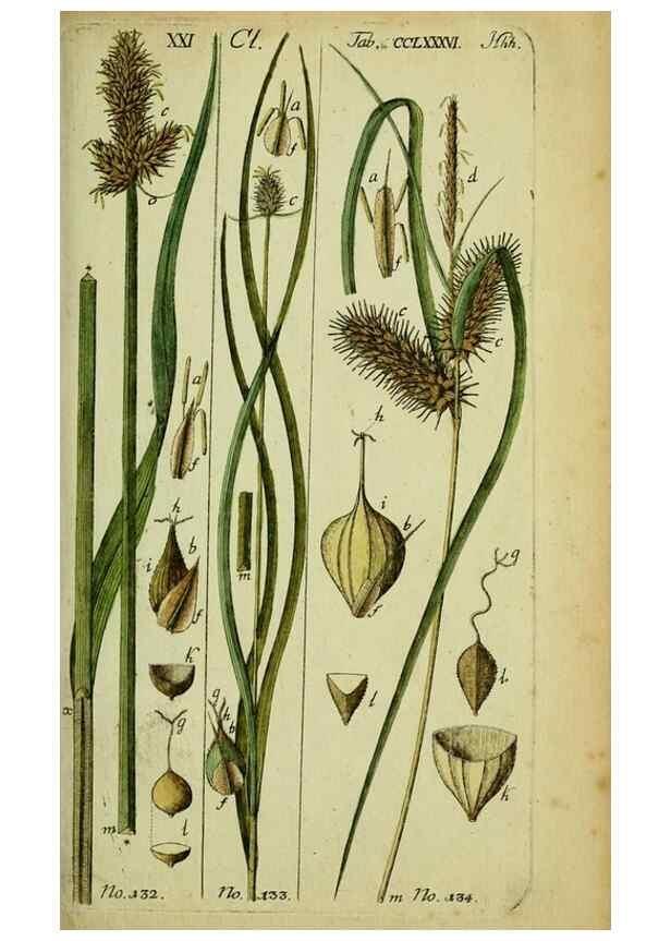 Reproducción/Reproduction 8288498014: Beschreibung und Abbildung der theils bekannten, theils noch nicht beschriebenen Arten von Riedgräsern,. Wittenberg,1801-1806.