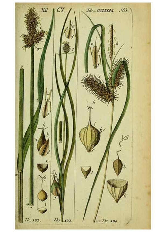 Reproducción/Reproduction 8288498014: Beschreibung und Abbildung der theils bekannten, theils noch nicht beschriebenen Arten von Riedgräsern,. Wittenberg,1801-1806.