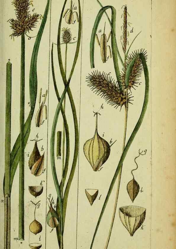 Reproducción/Reproduction 8288498014: Beschreibung und Abbildung der theils bekannten, theils noch nicht beschriebenen Arten von Riedgräsern,. Wittenberg,1801-1806.