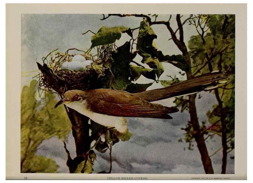 Reproducción/Reproduction 8342557153: Birds and nature in natural colors :. Chicago :A.W. Mumford, Publisher,1913-1914.