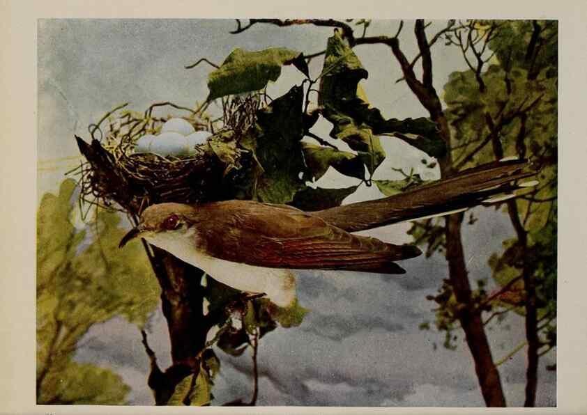 Reproducción/Reproduction 8342557153: Birds and nature in natural colors :. Chicago :A.W. Mumford, Publisher,1913-1914.