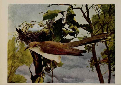 Reproducción/Reproduction 8342557153: Birds and nature in natural colors :. Chicago :A.W. Mumford, Publisher,1913-1914.