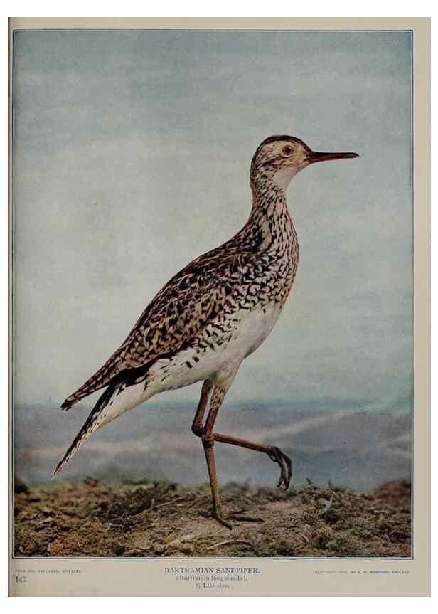 Reproducción/Reproduction 8343614454: Birds and nature in natural colors :. Chicago :A.W. Mumford, Publisher,1913-1914.