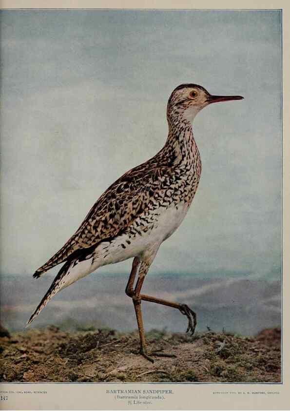 Reproducción/Reproduction 8343614454: Birds and nature in natural colors :. Chicago :A.W. Mumford, Publisher,1913-1914.