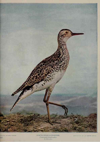 Reproducción/Reproduction 8343614454: Birds and nature in natural colors :. Chicago :A.W. Mumford, Publisher,1913-1914.
