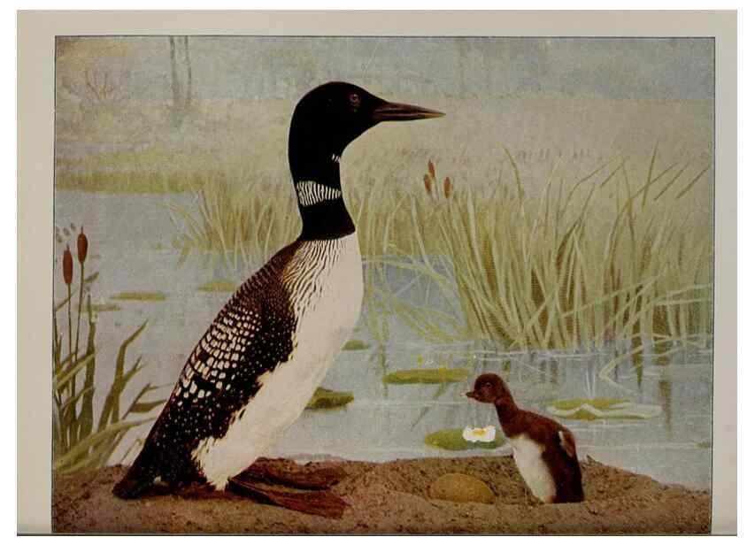 Reproducción/Reproduction 8342544625: Birds and nature in natural colors :. Chicago :A.W. Mumford, Publisher,1913-1914.