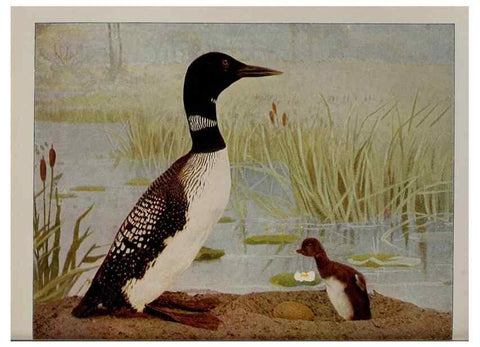 Reproducción/Reproduction 8342544625: Birds and nature in natural colors :. Chicago :A.W. Mumford, Publisher,1913-1914.