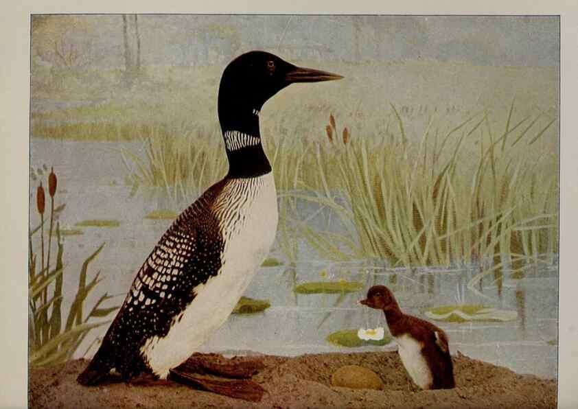 Reproducción/Reproduction 8342544625: Birds and nature in natural colors :. Chicago :A.W. Mumford, Publisher,1913-1914.