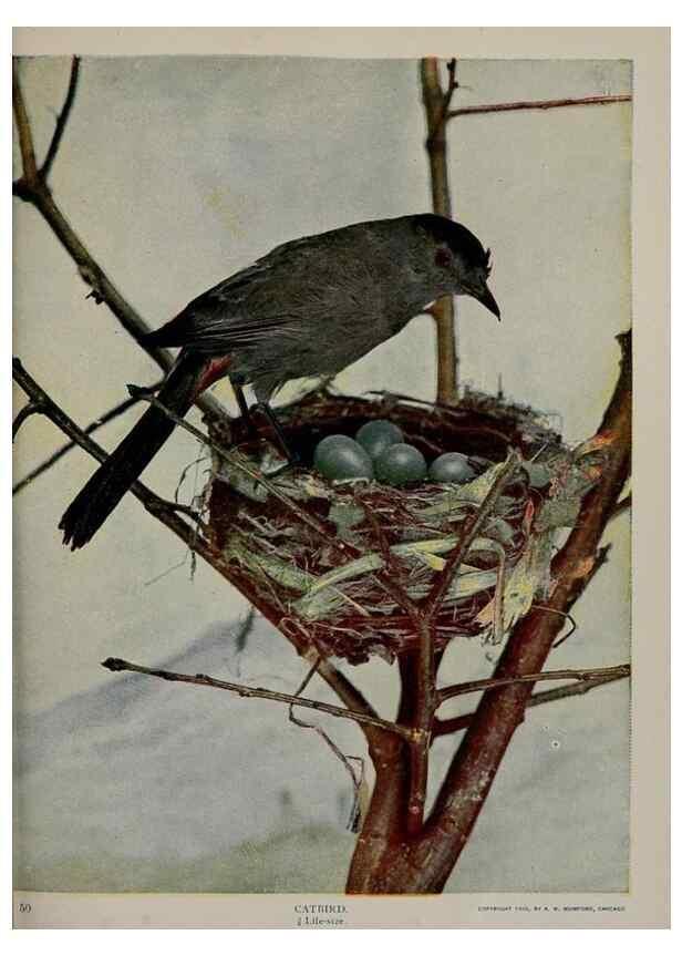 Reproducción/Reproduction 8342545111: Birds and nature in natural colors :. Chicago :A.W. Mumford, Publisher,1913-1914.