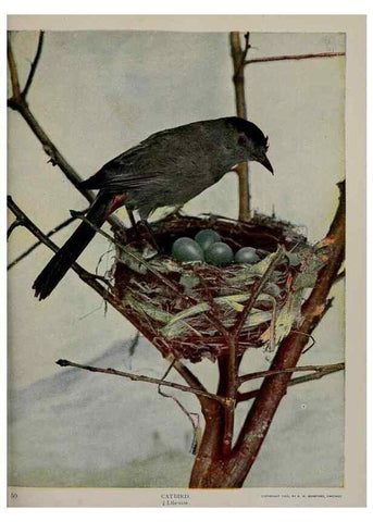 Reproducción/Reproduction 8342545111: Birds and nature in natural colors :. Chicago :A.W. Mumford, Publisher,1913-1914.