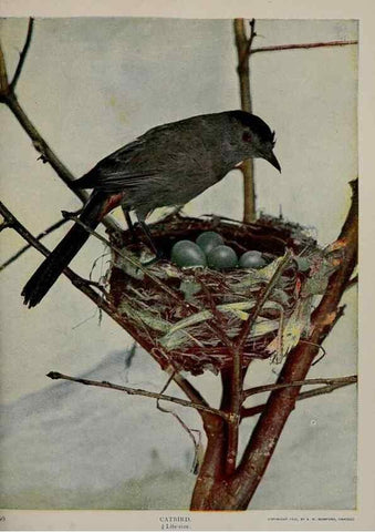 Reproducción/Reproduction 8342545111: Birds and nature in natural colors :. Chicago :A.W. Mumford, Publisher,1913-1914.