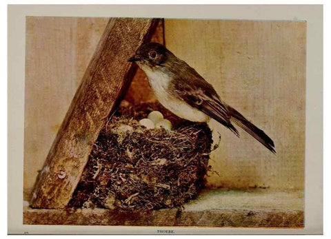 Reproducción/Reproduction 8343604904: Birds and nature in natural colors :. Chicago :A.W. Mumford, Publisher,1913-1914.