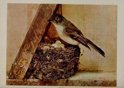 Reproducción/Reproduction 8343604904: Birds and nature in natural colors :. Chicago :A.W. Mumford, Publisher,1913-1914.