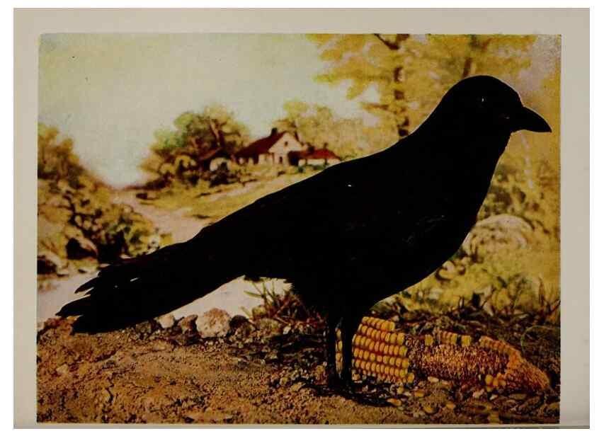 Reproducción/Reproduction 8343605522: Birds and nature in natural colors :. Chicago :A.W. Mumford, Publisher,1913-1914.