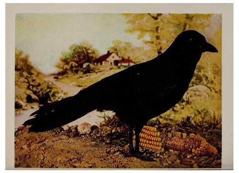 Reproducción/Reproduction 8343605522: Birds and nature in natural colors :. Chicago :A.W. Mumford, Publisher,1913-1914.