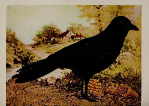 Reproducción/Reproduction 8343605522: Birds and nature in natural colors :. Chicago :A.W. Mumford, Publisher,1913-1914.