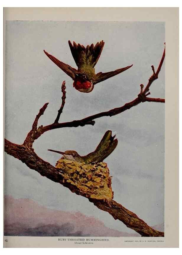 Reproducción/Reproduction 8343606078: Birds and nature in natural colors :. Chicago :A.W. Mumford, Publisher,1913-1914.