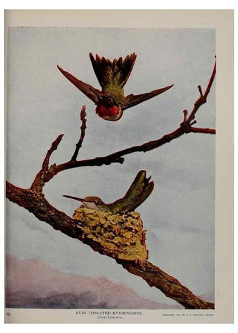 Reproducción/Reproduction 8343606078: Birds and nature in natural colors :. Chicago :A.W. Mumford, Publisher,1913-1914.